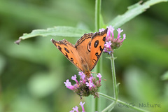 Junonia almana