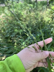 Diarrhena obovata
