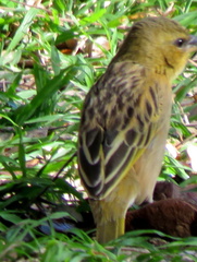 Ploceus velatus caurinus