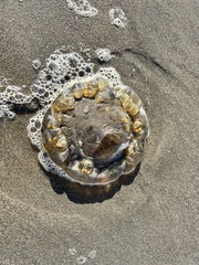 Chrysaora fuscescens