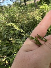 Diarrhena obovata