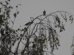 Fringilla montifringilla