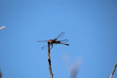 Dythemis fugax
