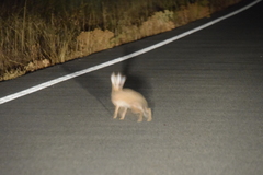 Lepus granatensis