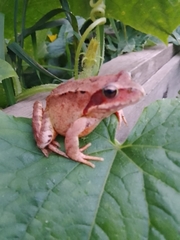 Rana dybowskii