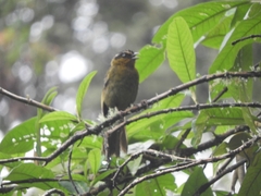 Kleinothraupis atropileus