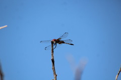 Dythemis fugax