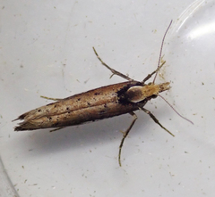 Ypsolopha parenthesella