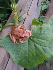 Rana dybowskii