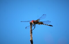 Dythemis fugax