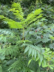 Rhus glabra