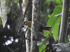 Kleinothraupis atropileus