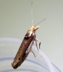 Ypsolopha parenthesella