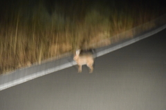 Lepus granatensis