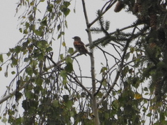 Fringilla montifringilla