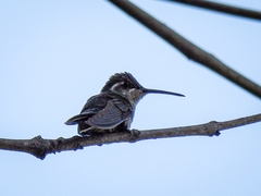Lampornis clemenciae