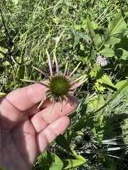 Echinacea