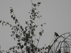 Fringilla montifringilla