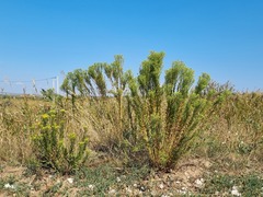 Galatella linosyris