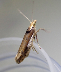 Ypsolopha parenthesella