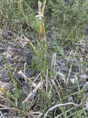 Equisetum arvense
