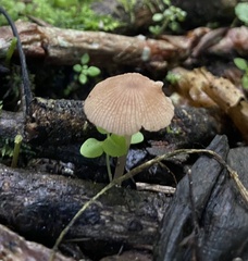 Pluteus longistriatus
