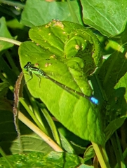 Ischnura