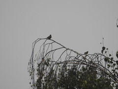 Fringilla montifringilla