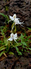 Habenaria rariflora