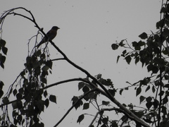 Fringilla montifringilla