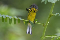 Setophaga discolor