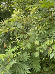 Daktulosphaira vitifoliae