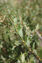 Salix foetida
