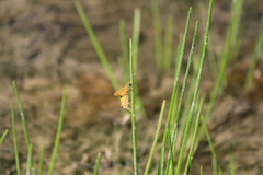 Hylephila phyleus phyleus