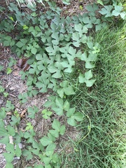 Ipomoea cordatotriloba
