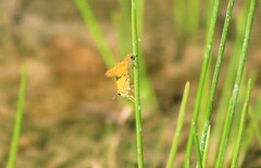 Hylephila phyleus phyleus