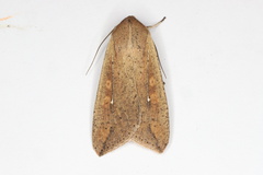 Mythimna unipuncta