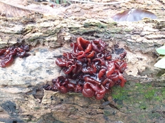 Phaeotremella foliacea