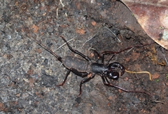 Labochirus tauricornis