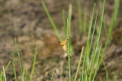 Hylephila phyleus phyleus