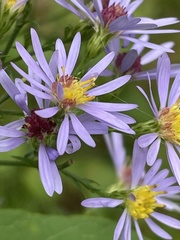 Symphyotrichum ciliolatum
