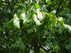 Tilia platyphyllos
