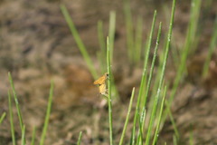 Hylephila phyleus phyleus