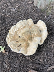 Bondarzewia berkeleyi