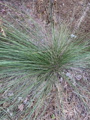 Muhlenbergia