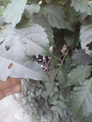 Halyomorpha halys