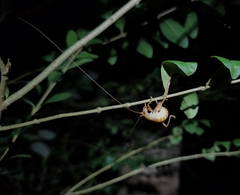 Camptonotus carolinensis