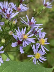 Symphyotrichum ciliolatum