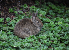 Sylvilagus andinus