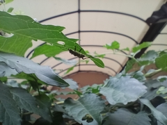 Halyomorpha halys